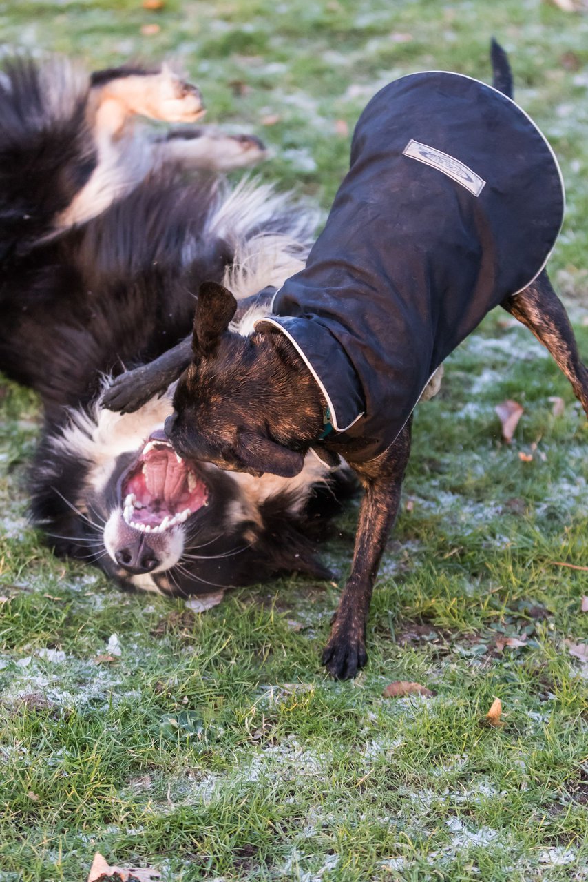 Bild 69 - Hundeshooting